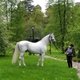 Аукцион лошадей орловской рысистой породы пройдет 3 октября на Московском конном заводе №1