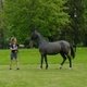 Аукцион лошадей орловской рысистой породы пройдет 3 октября на Московском конном заводе №1 