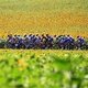 Группа велогонщиков проезжает мимо подсолнухов во время одного из этапов Тур де Франс