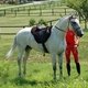 Полностью экипированная лошадь вожидании тренировки перед завтрашним стартом чемпионата европы по пробегам