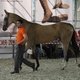 Чемпионат мира для лошадей чистокровной ахалтекинской породы