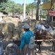 Английские благотворительные организации помогают голодающим лошадям Никарагуа