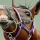 Эдмайр Ратки - лошадь, для которой австралийская скачка стала последней... 