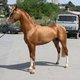 Правительство Азербайджана поддержало карабахскую породу лошадей