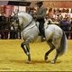 Вся красота андалузских лошадей на выставке SICAB 2014