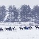 Зимняя конная псовая охота прошла в Подмосковье