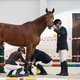 Шоу молодых спортивных лошадей в Maxima Stables