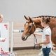 Шоу молодых спортивных лошадей в Maxima Stables