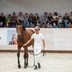 Шоу молодых спортивных лошадей в Maxima Stables