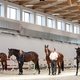 Шоу молодых спортивных лошадей в Maxima Stables