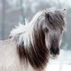 Лошадь якутской породы / Фотограф: Артем МАКЕЕВ