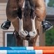 Пегостью считаются отметины на ногах выше запястного или скакательного суставов. У спортивных лошадей они встречаются крайне редко. / Фотограф: Pamela Jensen/Zuma/TASS