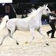 Лошади арабской породы