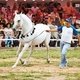 Праздник арабской лошади в Терском конном заводе