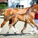 Традиционные аукционы жеребят-отъемышей в будущем, вероятно, заменят онлайн-аукционы эмбрионов