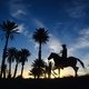  / Фотограф: Gallops of Morocco