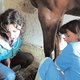 Ветеринарные врачи Мария ЖУКОВА и Марина САВИЦКАЯ проводят ультразвуковое исследование (УЗИ)сухожилий сгибателей у лошади.