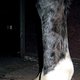 Ультразвуковое изображение сухожилий у лошади с тендинитом поверхностного сгибателя до прижигания термокаутером.