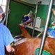 Операция лошади с заворотом большой ободочной кишки. Ветврач Фабрис Россильол. Ветеринарный центр «Гробуа». Франция. 