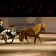 Международное конное шоу в Таллине Tallinn International Horse Show