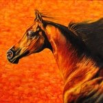 Адреналин. Портрет арабской лошади в движении 