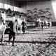 Показ лошадей на аукционе в МКЗ № 1. 1970-е годы / Фотограф: из архива Московского конного завода №1