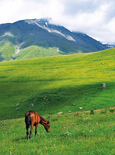 Карабахская порода лошадей: история, описание,использование