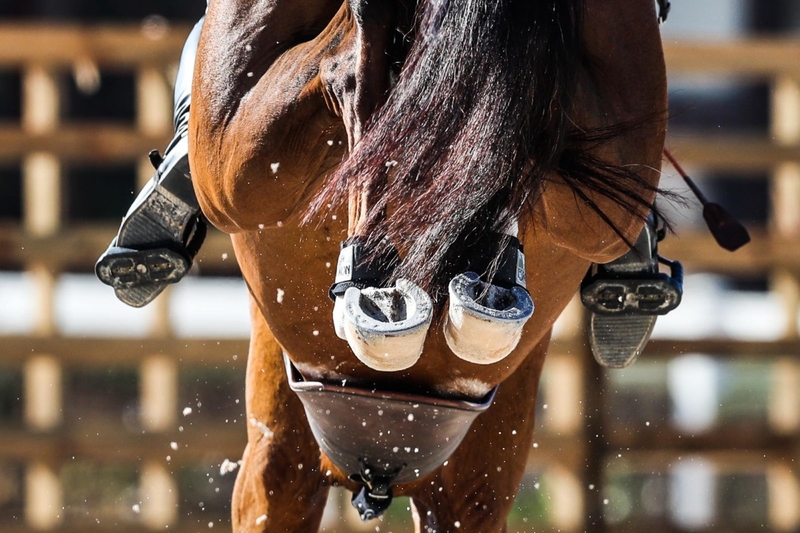 Вирус сеет панику в конном спорте 