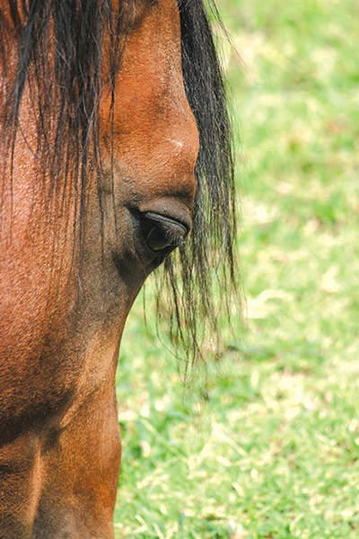 Мыт – инфекционная болезнь лошадей
