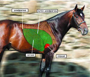 Контрольная работа по теме Эмфизема легких у лошадей