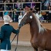 мистер икс лошадь биография. Смотреть фото мистер икс лошадь биография. Смотреть картинку мистер икс лошадь биография. Картинка про мистер икс лошадь биография. Фото мистер икс лошадь биография
