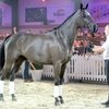 Сын Доминатора Зет куплен за 1 миллион 350 тысяч евро 
