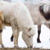 В Якутии появился второй племзавод по разведению якутских лошадей