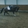 Helgstand Dressage будет записывать все тренировки