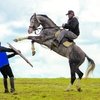 Жизнь ради трюка. Правда и мифы о каскадерских лошадях