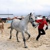 Feira Anual da Trofa: рога и копыта