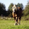 Гиганты конного мира: Клейдесдали. Тяжелая поступь шотландских гор