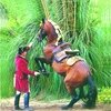 Работа с лошадью в руках. Обучение на расстоянии // ЗМ № 2/2003