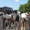 Appleby Horse Fair 