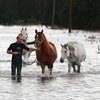 Мужчина шесть часов спасал лошадей от наводнения