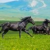 Праздник карачаевской лошади