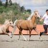 Большие успехи маленьких пони