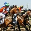 Дерби состоялось на Краснодарском ипподроме