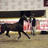 Лучшие из лучших определены на чемпионате мира среди ахалтекинских лошадей 