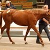 Tattersalls: кратчайший путь к приобретению успешной скаковой лошади