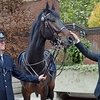Мужчина спас лошадь и получил награду