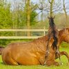 Восстановительный массаж лошадей