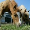 В Китае будет построен Центр по клонированию животных