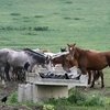 Ставропольский конный завод был оштрафован на 700 тысяч рублей