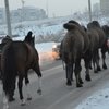 Цирковых животных, брошенных в Красноярске, приютили в конноспортивном клубе